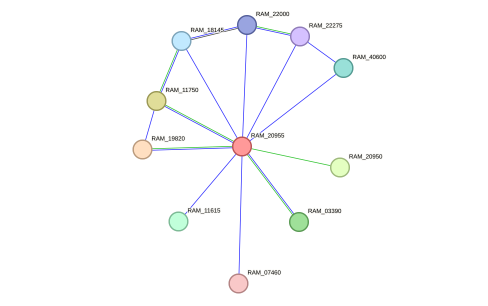 STRING protein interaction network
