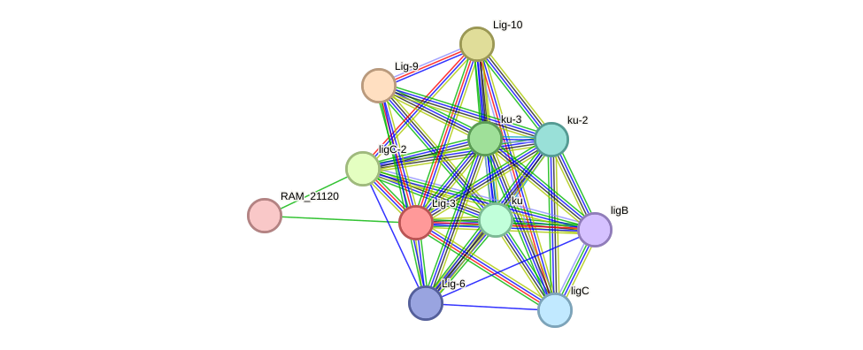STRING protein interaction network