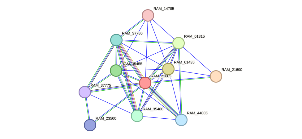 STRING protein interaction network