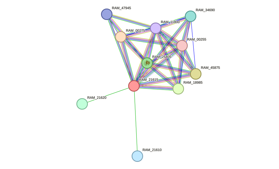 STRING protein interaction network