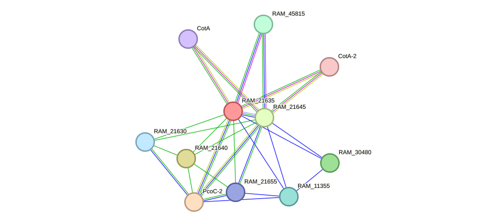 STRING protein interaction network