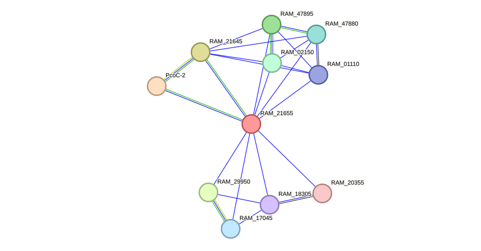 STRING protein interaction network