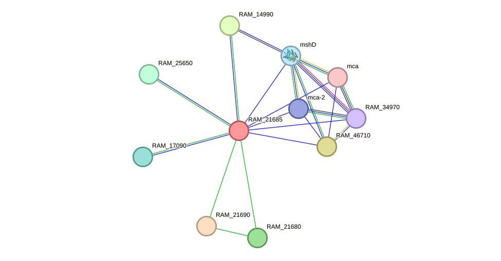 STRING protein interaction network