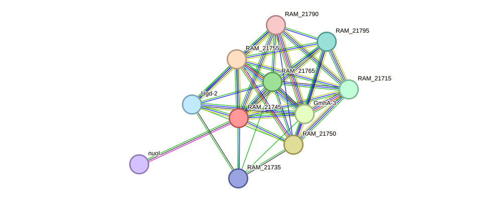 STRING protein interaction network