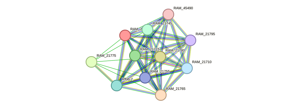 STRING protein interaction network
