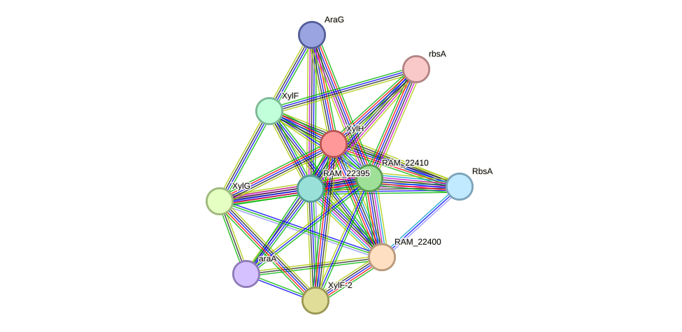 STRING protein interaction network