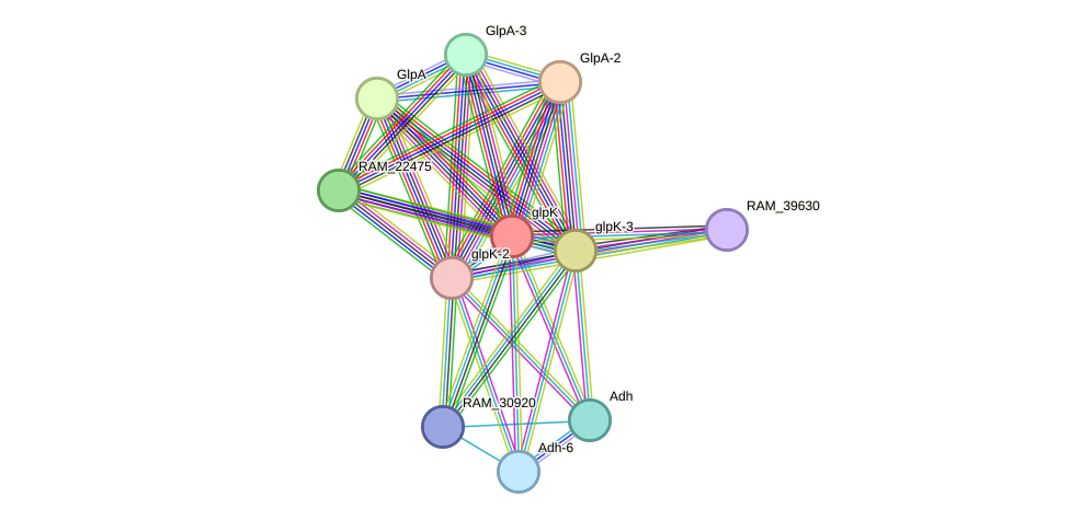 STRING protein interaction network