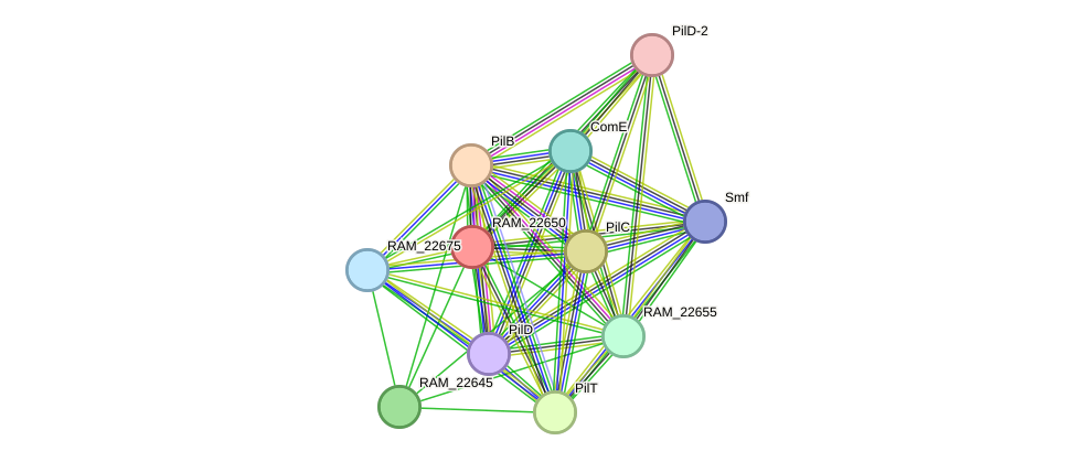 STRING protein interaction network