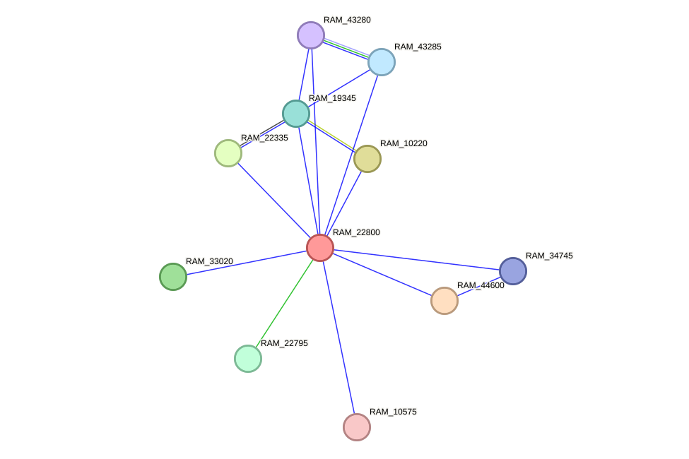 STRING protein interaction network