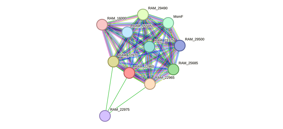 STRING protein interaction network