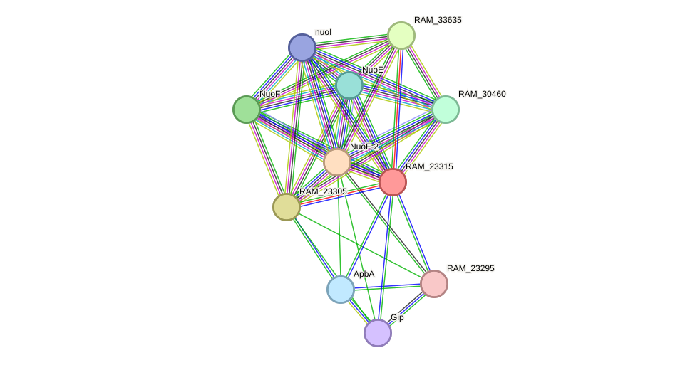 STRING protein interaction network