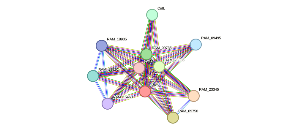 STRING protein interaction network