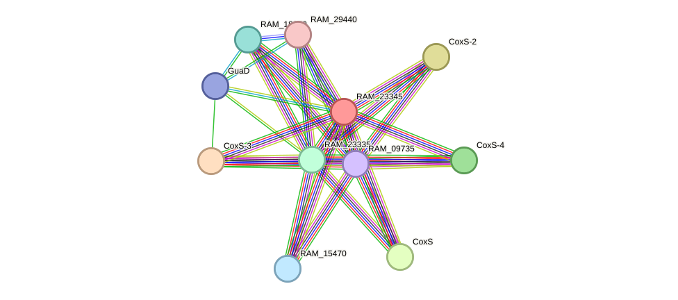 STRING protein interaction network