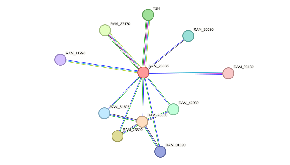 STRING protein interaction network
