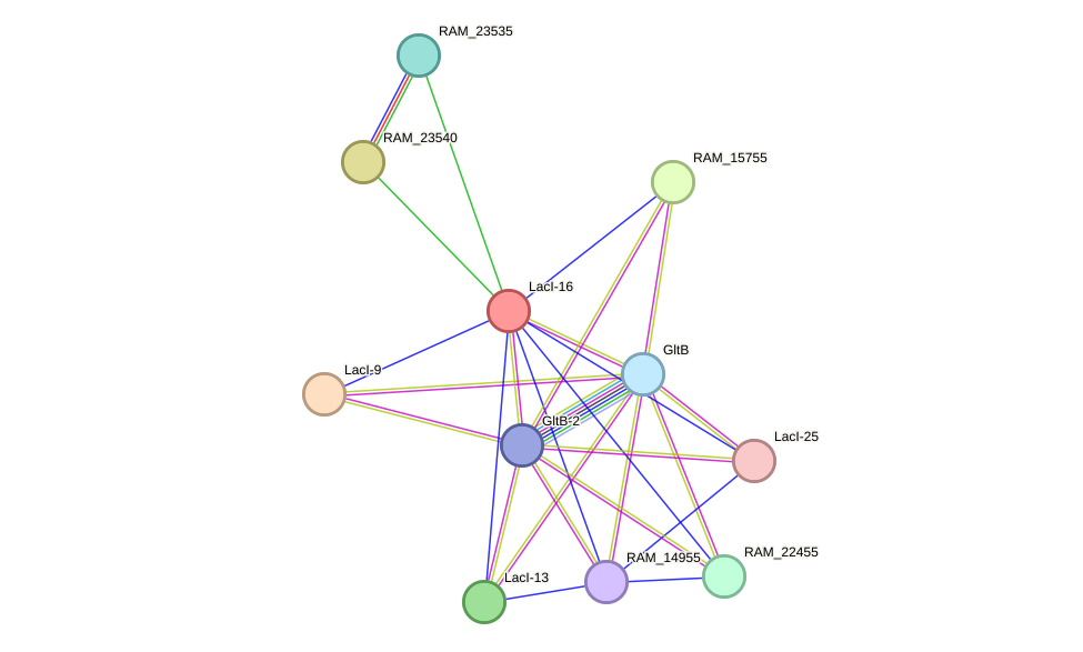 STRING protein interaction network