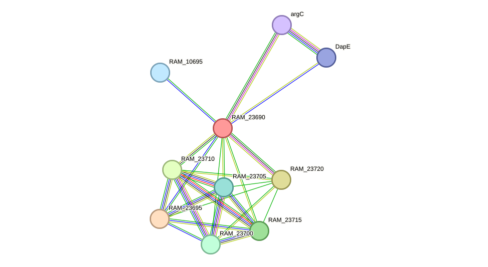 STRING protein interaction network