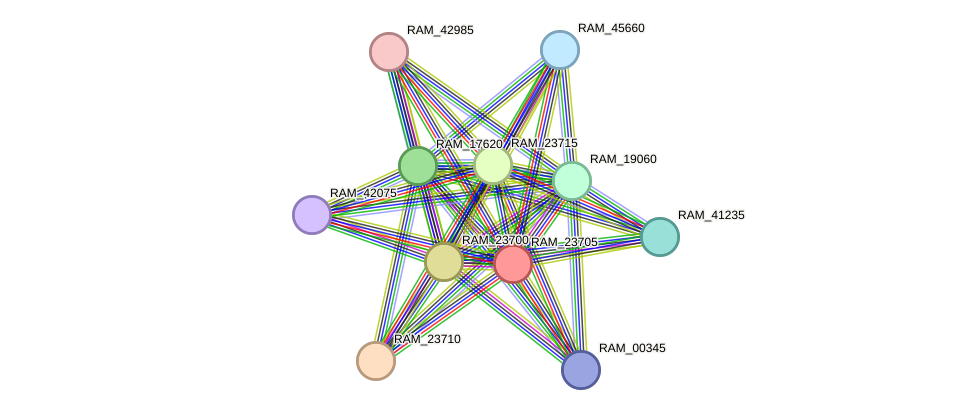STRING protein interaction network