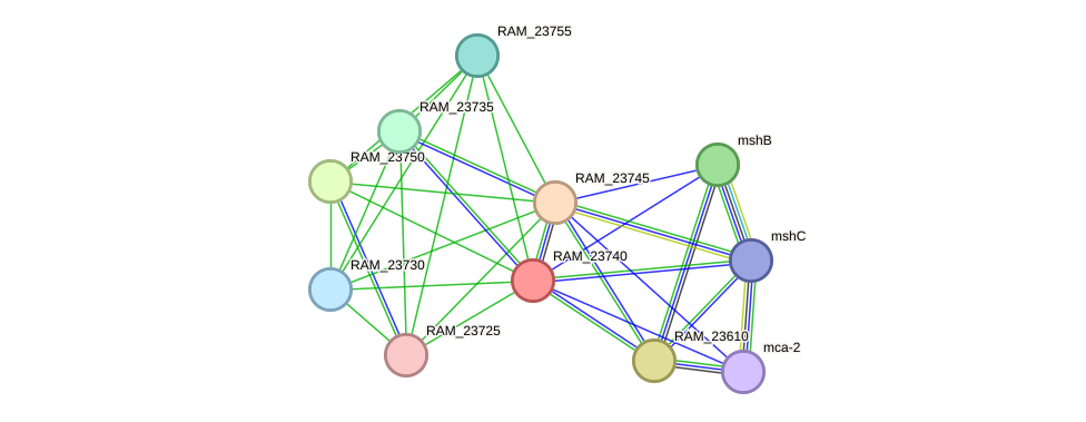 STRING protein interaction network