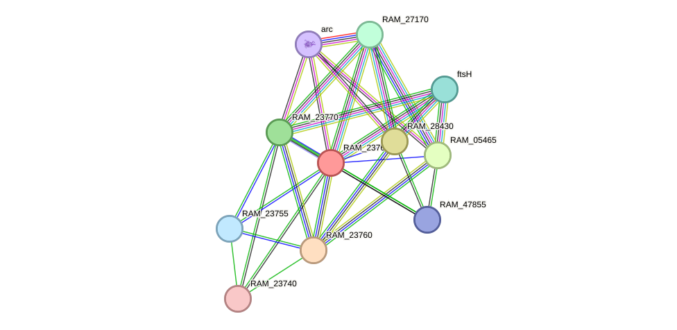STRING protein interaction network
