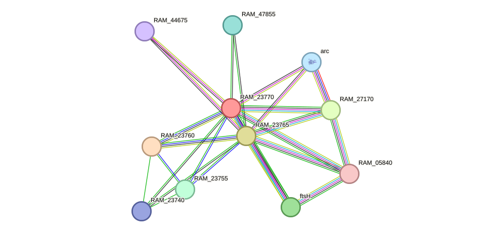 STRING protein interaction network
