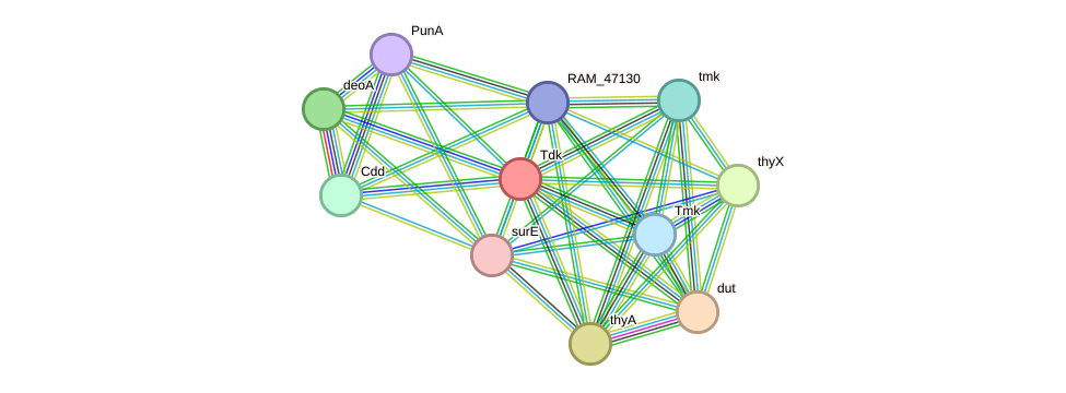 STRING protein interaction network