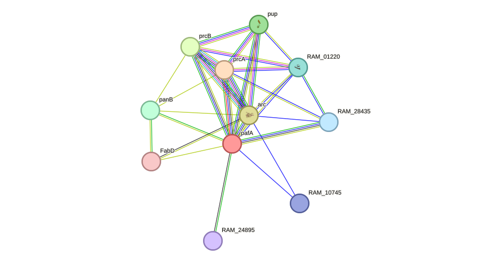 STRING protein interaction network