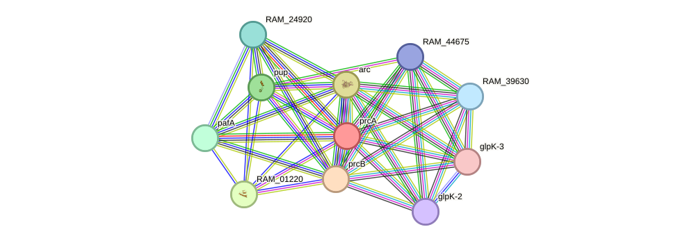 STRING protein interaction network