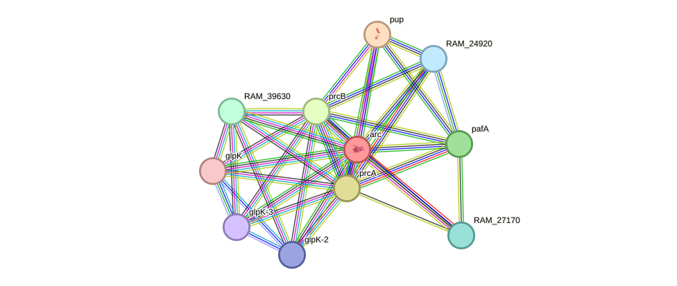 STRING protein interaction network