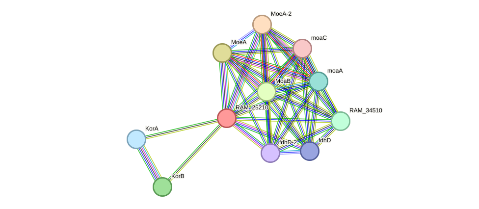 STRING protein interaction network