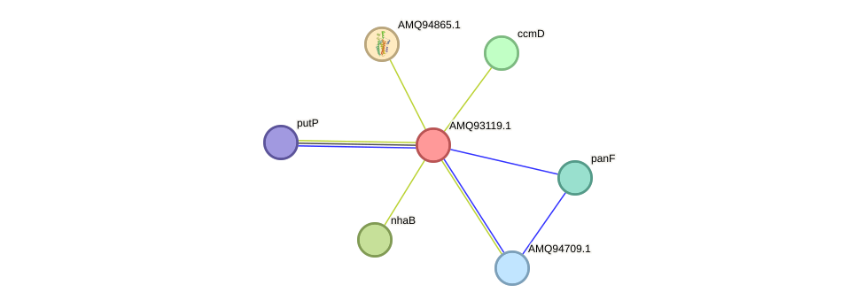 STRING protein interaction network