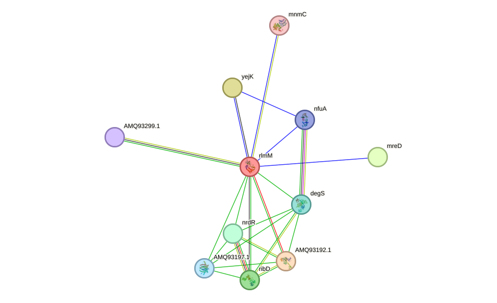 STRING protein interaction network