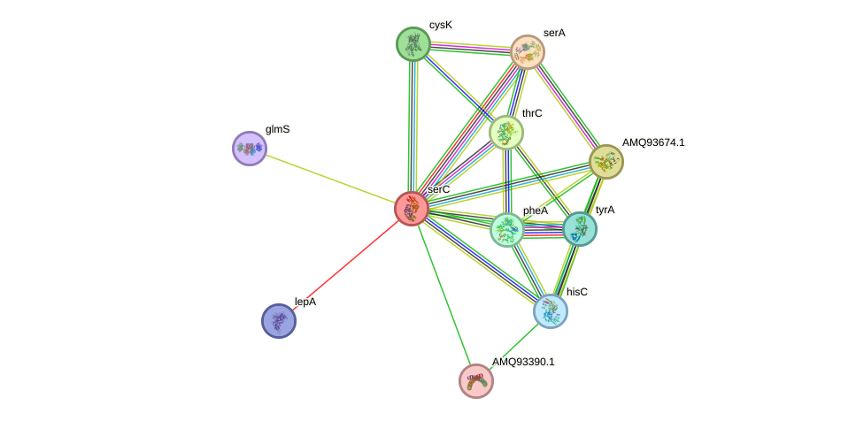 STRING protein interaction network