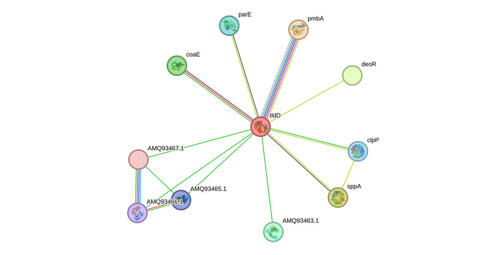 STRING protein interaction network