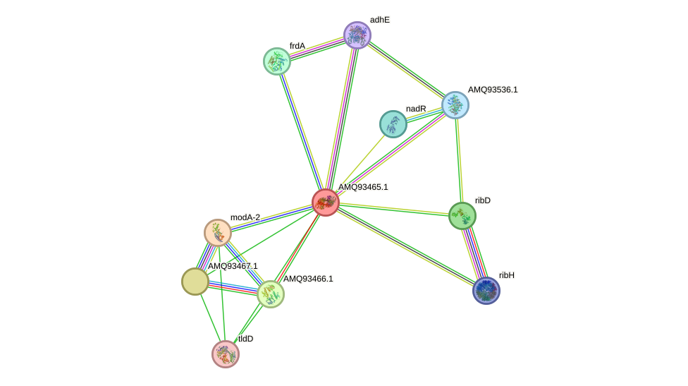 STRING protein interaction network