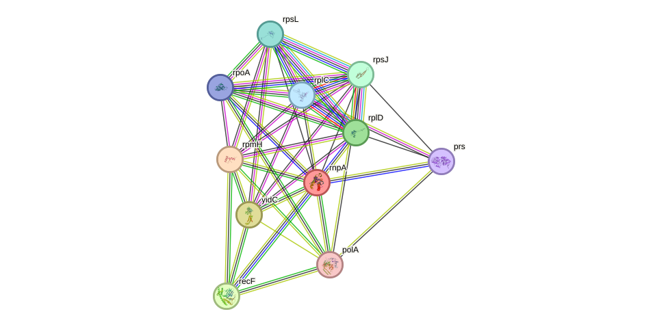 STRING protein interaction network