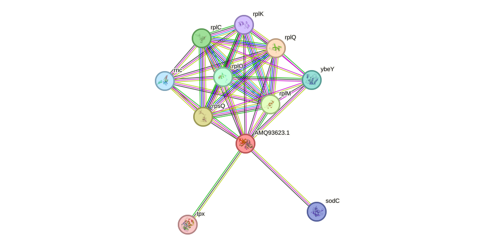 STRING protein interaction network