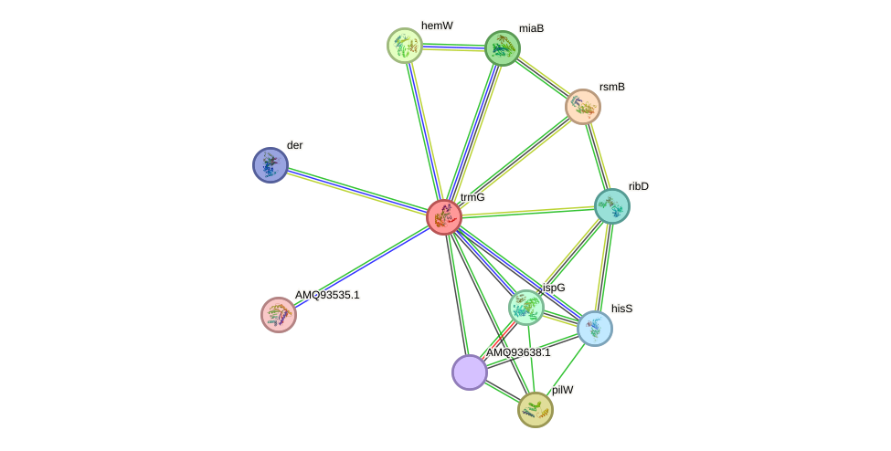 STRING protein interaction network