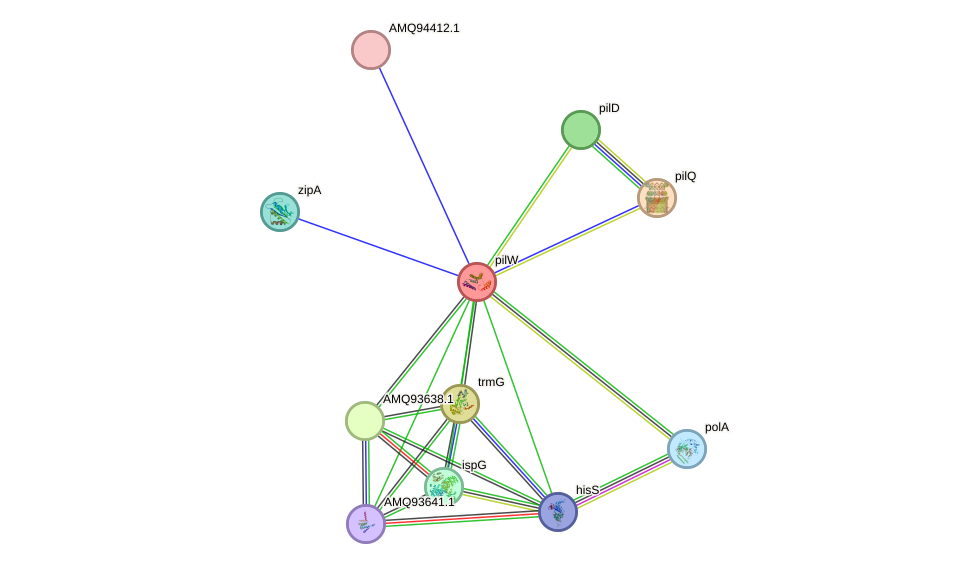 STRING protein interaction network