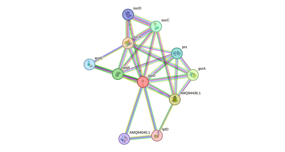 STRING protein interaction network