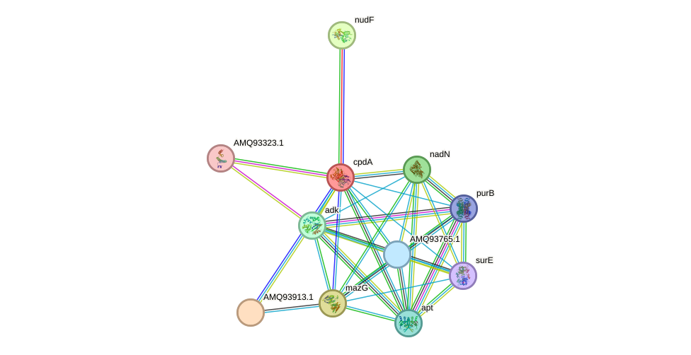 STRING protein interaction network