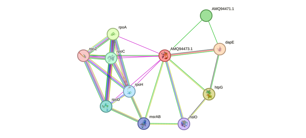 STRING protein interaction network