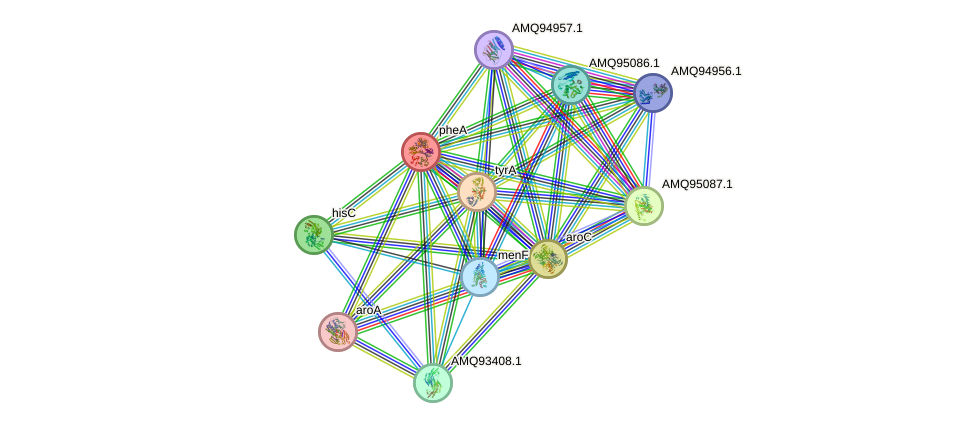 STRING protein interaction network
