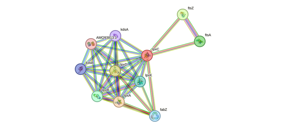 STRING protein interaction network