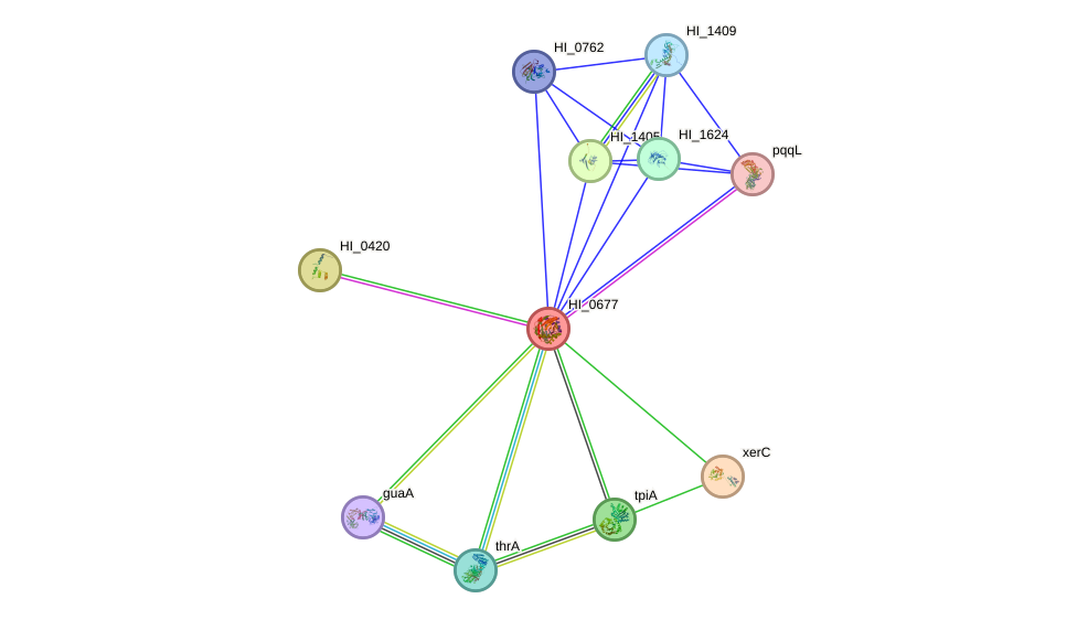 STRING protein interaction network