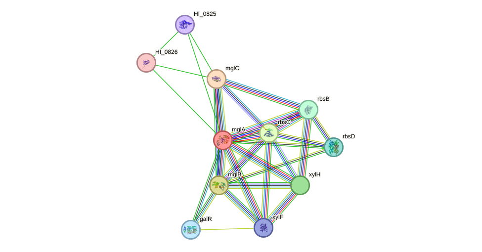 STRING protein interaction network