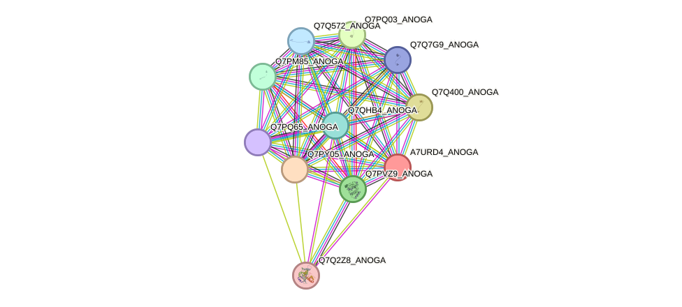 STRING protein interaction network