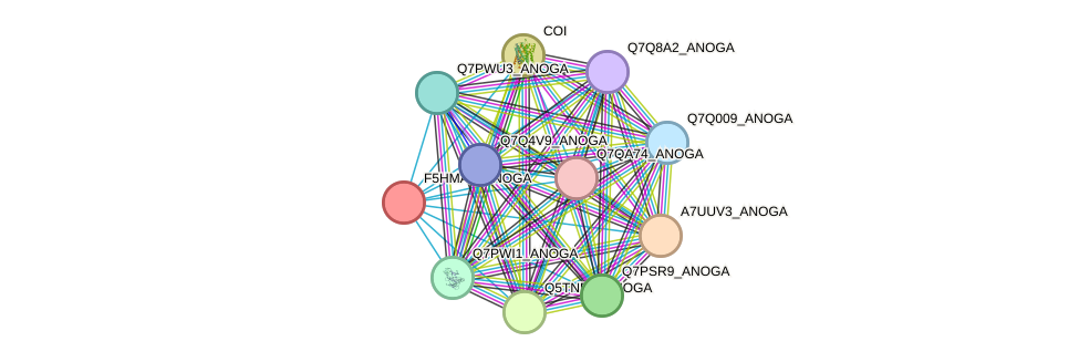 STRING protein interaction network