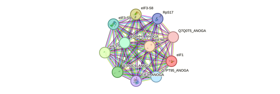 STRING protein interaction network