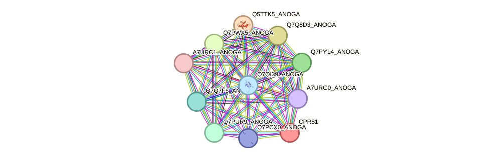 STRING protein interaction network