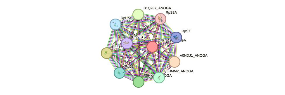 STRING protein interaction network